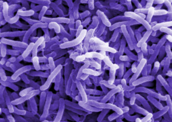 वीरगञ्ज महानगरमा हैजा अझै नियन्त्रणमा आएन