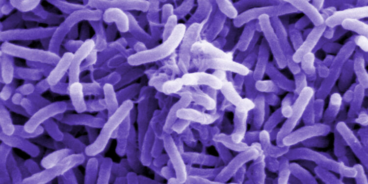 वीरगञ्ज महानगरमा हैजा अझै नियन्त्रणमा आएन